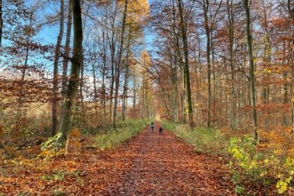 Walderkundung im Herbst