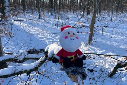 Walderkundung im Winter